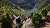 Namun, keunikan daerahnya, dengan lembah berbentuk V yang curam, tanah sabak yang kaya mineral, dan iklim yang sejuk, memberikan banyak kualitas yang dihargai oleh para pecinta anggur pada varietas anggur aromatik yang tumbuh di sana, seperti Mencia, Godello, atau Loureira.