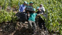 Pengecualiannya adalah rel yang melintasi beberapa lereng curam, yang memudahkan pengangkutan kotak-kotak yang diisi penuh dengan buah Bacchic.