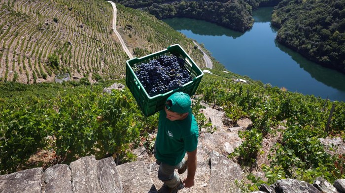 Melihat Panen Anggur di Tepi Jurang Spanyol Grape pickers work at a vineyard of Carballo Cobo in Doade, Lugo, Spain, September 18, 2024/Miguel Vidal