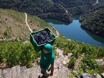 Melihat Panen Anggur di Tepi Jurang Curam Spanyol