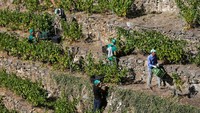 Pemetik anggur bekerja di kebun anggur Carballo Cobo di Doade, Lugo, Spanyol. Para petani anggur lokal dibantu oleh para pekerja Moldova dengan hati-hati memetik anggur berwarna nila di perbukitan bertingkat yang menghadap ke jurang yang curam. Ini sebuah praktik yang dikenal sebagai budidaya anggur heroik.