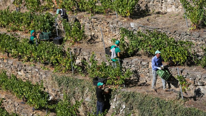Grape pickers work at a vineyard of Carballo Cobo in Doade, Lugo, Spain, September 18, 2024/Miguel Vidal