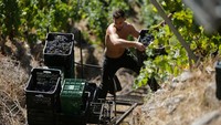 Terselip di pedalaman pesisir nelayan Galicia, daerah Ribeira Sacra - yang berarti tepi sungai suci - mendapatkan namanya dari banyaknya gereja dan biara abad pertengahan bergaya Romawi.