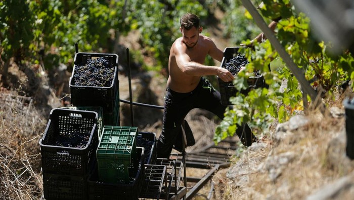 Melihat Panen Anggur di Tepi Jurang Spanyol Grape pickers work at a vineyard of Carballo Cobo in Doade, Lugo, Spain, September 18, 2024/Miguel Vidal