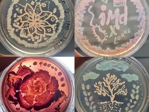 Mahasiswa ITB Bikin Petri-dish Art, Seni Lukis Menakjubkan dari Kumpulan Mikroba