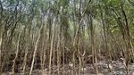 Menyusuri Keindahan Ekowisata Pasir Putih di Karawang