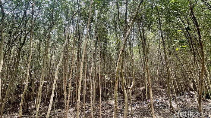 Ekowisata Pasir Putih yang berada di Desa Sukajaya, Karawang, Jawa Barat, terkenal dengan hutan mangrove yang cantik.