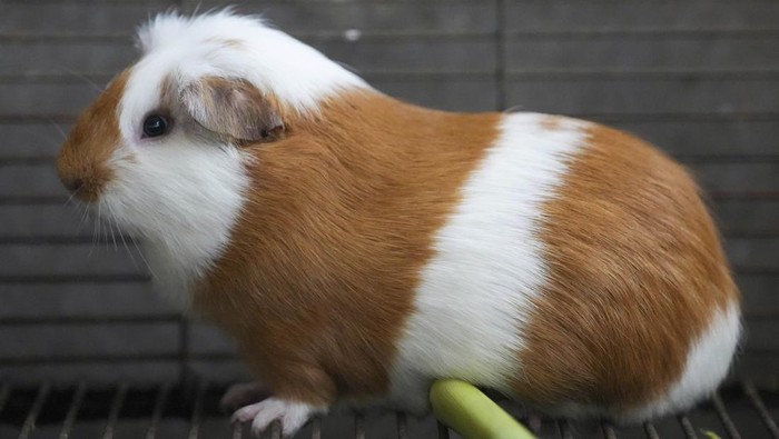 Merayakan Dua Dekade Cuy yang Jadi Simbol Kuliner Peru Marmut cuy hasil rekayasa genetika dirayakan setelah 20 tahun. Hewan ini menjadi simbol inovasi pertanian dan kuliner masyarakat Andes.