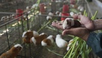 Saat ini, terdapat lebih dari 25 juta marmut di Peru, dan popularitasnya mendorong pemerintah menetapkan hari Jumat kedua bulan Oktober sebagai Hari Marmut Nasional untuk meningkatkan konsumsinya.