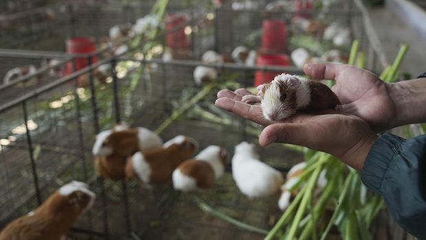 Marmut cuy hasil rekayasa genetika dirayakan setelah 20 tahun. Hewan ini menjadi simbol inovasi pertanian dan kuliner masyarakat Andes.