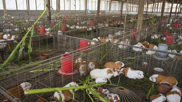 Marmut cuy hasil rekayasa genetika dirayakan setelah 20 tahun. Hewan ini menjadi simbol inovasi pertanian dan kuliner masyarakat Andes.