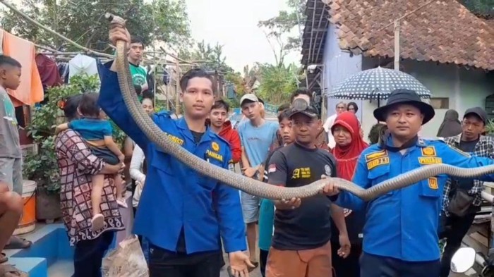 Petugas Damkar Banjar mengevakuasi ular king kobra yang sempat menyemburkan bisa ke warga hingga dilarikan ke rumah sakit.