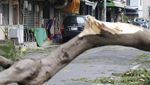 Pohon-pohon Tumbang Diterjang Topan Krathon di Taiwan