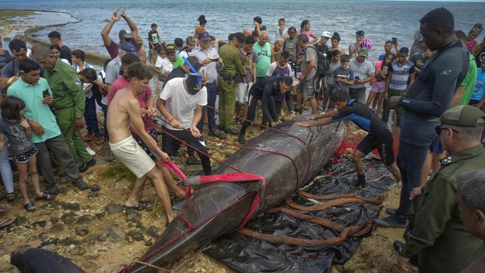 Seekor paus ditemukan mati terdampar laut baracoa, provinsi Artemisa, Kuba, Kamis (3/10/2024). Belum diketahui penyebab kematian paus tersebut.
