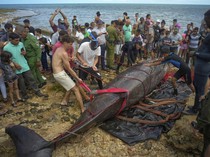 Seekor Paus Mati Terdampar di Kuba