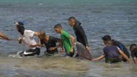 Sejumlah orang berusaha mengangkut paus tersebut ke pinggir laut.