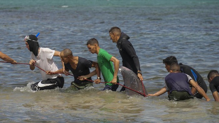 Seekor paus ditemukan mati terdampar laut baracoa, provinsi Artemisa, Kuba, Kamis (3/10/2024). Belum diketahui penyebab kematian paus tersebut.