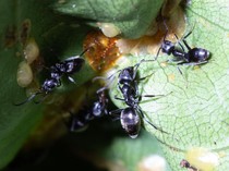 Mengenal Tapinoma Magnum, Semut Super Invasif yang Mengancam Manusia