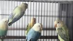 Wow! Lovebird Ini Diekspor Sampai Seharga Rp 25 Juta!