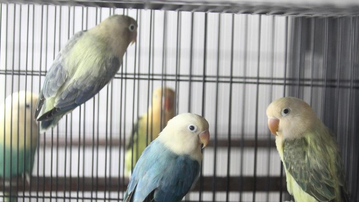 Peternak Dwi Ramadani memeriksa kesehatan bulu burung cinta atau lovebird (Agapornis sp) hasil silangan yang dibudidayakan di Kandang Wuwung, Malang, Jawa Timur, Jumat (4/10/2024). Berbagai jenis burung love bird hasil silangan seperti Biola, Parblue, Yellow Face dan Aqua tersebut selain dijual ke berbagai kota di Indonesia juga diekspor ke negara timur tengah yakni Turki, Irak dan Usbekistan sebagai dengan harga Rp500 ribu hingga Rp 25 juta rupiah per ekor. ANTARA FOTO/Ari Bowo Sucipto/YU