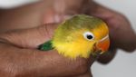 Wow! Lovebird Ini Diekspor Sampai Seharga Rp 25 Juta!