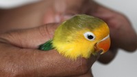 Burung cantik ini juga diekspor ke negara timur tengah yakni Turki, Irak dan Usbekistan dengan harga Rp 500 ribu hingga Rp 25 juta rupiah per ekor.  