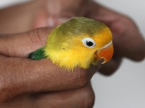 Wow! Lovebird Ini Diekspor Sampai Seharga Rp 25 Juta!