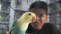 Peternak Dwi Ramadani memeriksa kondisi burung cinta atau lovebird (Agapornis sp) hasil silangan yang dibudidayakan di Kandang Wuwung, Malang, Jawa Timur, Jumat (4/10/2024).  