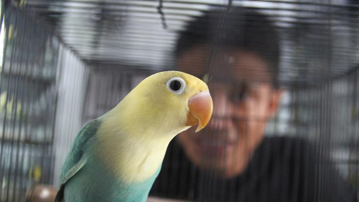 Peternak Dwi Ramadani memeriksa kesehatan bulu burung cinta atau lovebird (Agapornis sp) hasil silangan yang dibudidayakan di Kandang Wuwung, Malang, Jawa Timur, Jumat (4/10/2024). Berbagai jenis burung love bird hasil silangan seperti Biola, Parblue, Yellow Face dan Aqua tersebut selain dijual ke berbagai kota di Indonesia juga diekspor ke negara timur tengah yakni Turki, Irak dan Usbekistan sebagai dengan harga Rp500 ribu hingga Rp 25 juta rupiah per ekor. ANTARA FOTO/Ari Bowo Sucipto/YU