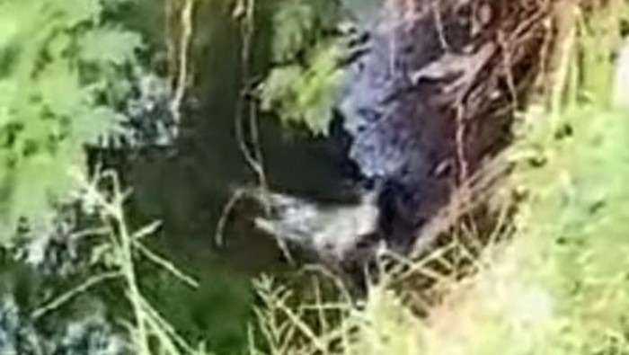 buaya di surabaya viral memangsa kucing