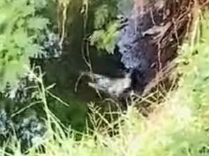 Buaya di Sungai Dekat Kampus UINSA Surabaya Viral Memangsa Kucing