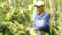 Dengan mengusung konsep Ecotourism, warga lokal berkomitmen tidak akan menambah atau mengubah semua yang sudah dianugerahkan oleh semesta. Traveler akan diajak untuk mengenal pohon dan biji kopi Robusta, Arabika dan Liberoid. (Erliana Riady/detikcom)
