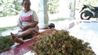 Untuk menuju ke desa ini, traveler bisa turun di Stasiun Kota Blitar. Kemudian menyewa kendaraan online menuju ke arah Wlingi. Perjalanan berlanjut ke arah Utara sekitar 15 KM dengan jalanan aspal yang meliuk-liuk. Sampailah traveler di Desa Sumberurip yang ramah dan bersahabat. (Erliana Riady/detikcom)