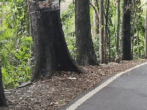 Sedih, Induk Monyet Tunggui Anaknya yang Mati Tertabrak di Sukabumi