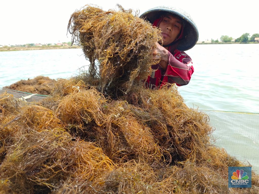 Pekerja tambak yang sedang mengangkut hasil panen rumput laut, untuk kemudian dikeringkan dengan cara dijemur. Pekerja tambak yang sedang mengangkut hasil panen rumput laut, untuk kemudian dikeringkan dengan cara dijemur. (CNBC Indonesia/Martyasari Rizky)