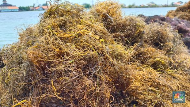 Pekerja tambak yang sedang mengangkut hasil panen rumput laut, untuk kemudian dikeringkan dengan cara dijemur. (CNBC Indonesia/Martyasari Rizky)