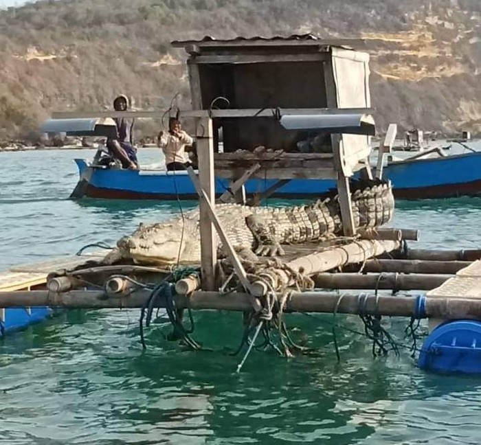 Penampakan buaya muara di tambak lobster nelayan di Lombok Tengah, NTB, Jumat (4/10/2024).