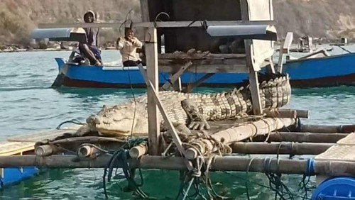 Penampakan buaya muara di tambak lobster nelayan di Lombok Tengah, NTB, Jumat (4/10/2024).
