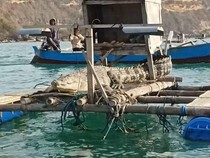 Ada Buaya Bersantai di Atas Tambak, Warga Lombok Diminta Kurangi Aktivitas