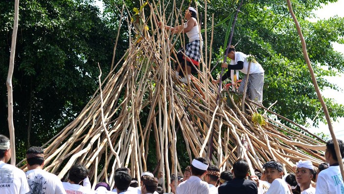 Warga memanjat tongkat yang disatukan oleh warga lainnya saat mengikuti tradisi Mekotek di kawasan Munggu, Badung, Bali, Sabtu (5/10/2024). Tradisi tersebut diikuti ribuan warga setempat saat Hari Raya Kuningan untuk menolak bala dan memohon keselamatan. ANTARA FOTO/Fikri Yusuf/rwa.