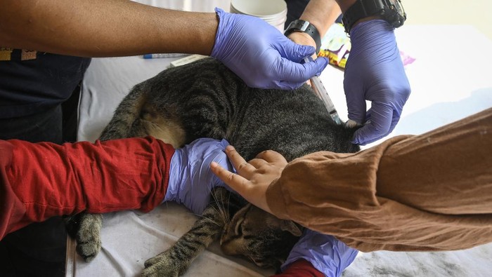 Warga menggendong kucing peliharaannya usai divaksinasi rabies di Sepatan, Kabupaten Tangerang, Banten, Sabtu (5/10/2024). Dinas Pertanian dan Ketahanan Pangan Kabupaten Tangerang melakukan jemput bola vaksin rabies dengan menyediakan 170 dosis vaksin gratis untuk hewan peliharaan guna mencegah penyebaran penyakit rabies. ANTARA FOTO/Sulthony Hasanuddin/rwa.