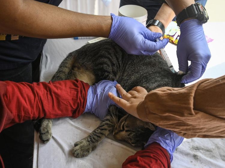 Jemput Bola Vaksin Rabies untuk Hewan Peliharaan Warga Tangerang