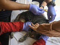 Jemput Bola Vaksin Rabies untuk Hewan Peliharaan Warga Tangerang