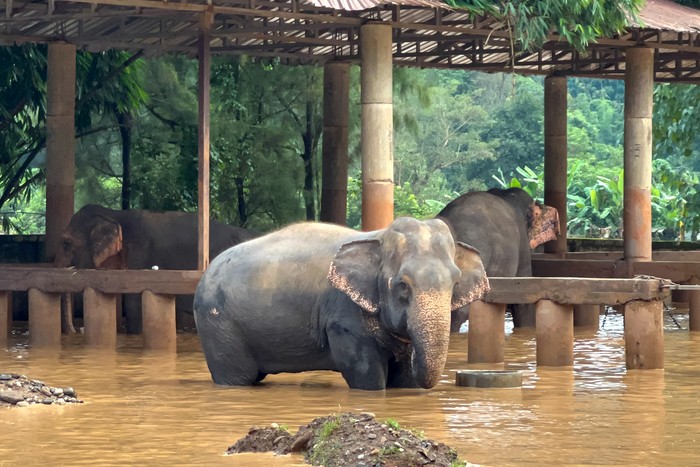 Elephants are seen in a flooded area at Chiang Mai-based Elephant Nature Park, in Thailands northern Chiang Mai province, October 4, 2024. REUTERS/Thapanee Eadsrichai