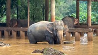 Gajah adalah hewan nasional Thailand dan seekor gajah putih, simbol keberuntungan, pernah ditampilkan pada bendera Thailand. 