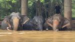 Kasihan, Gajah-gajah Terjebak Banjir di Thailand