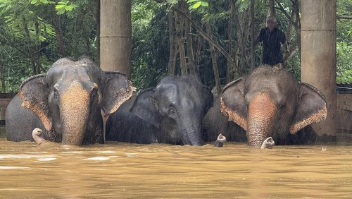 This photo provided by the Elephant Nature Park shows three of the roughly 100 elephants who are stuck in rising flood waters at the park in Chiang Mai Province, Thailand, Thursday, Oct. 3, 2024. (Darrick Thompson/Elephant Nature Park Via AP)