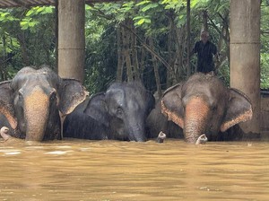Gajah Betina Buta Mati Tenggelam Saat Banjir