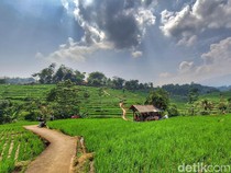 Bukan Ubud, Sawah Hijau nan Viral Ini Ada di Bandung