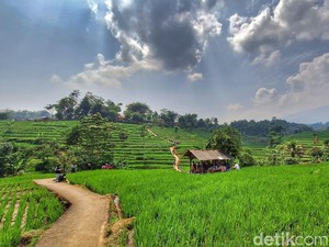 Bukan Ubud, Sawah Hijau nan Viral Ini Ada di Bandung